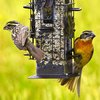 Birdscapes Perky-Pet Wild Bird 2 lb Metal/Plastic Bird Feeder 6 ports 336